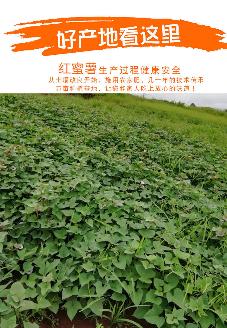 我们只卖好番薯【长寿之乡】广西巴马 红蜜薯 新鲜红薯 自家种植番薯 红心地瓜