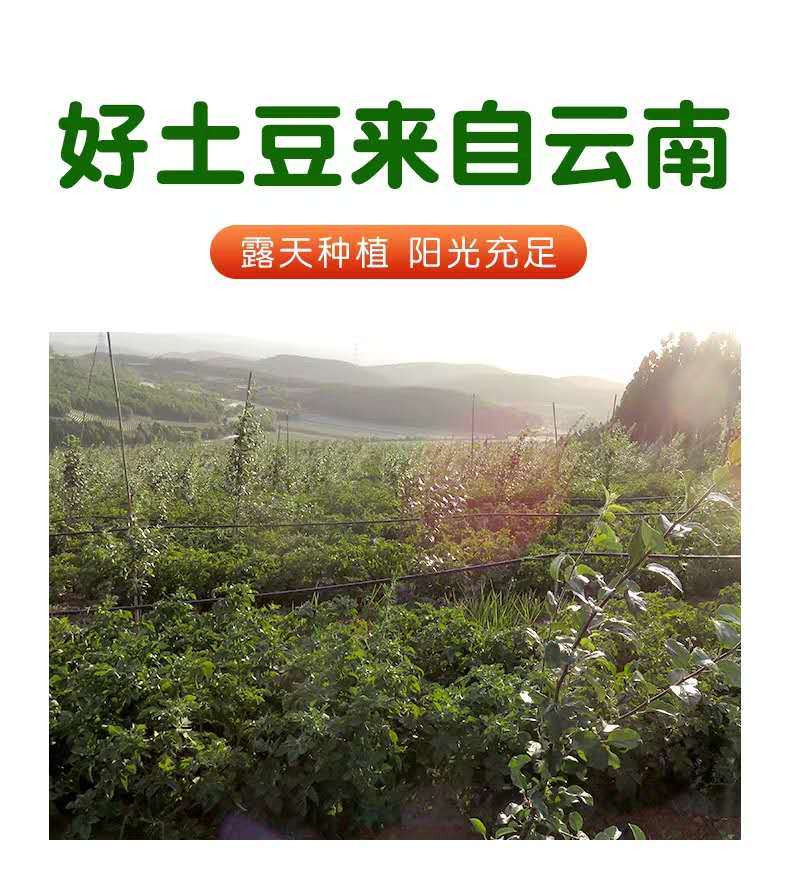 【农家自种】大中小现挖红皮土豆2020年新鲜云南高原马铃薯整箱装农家自种洋芋