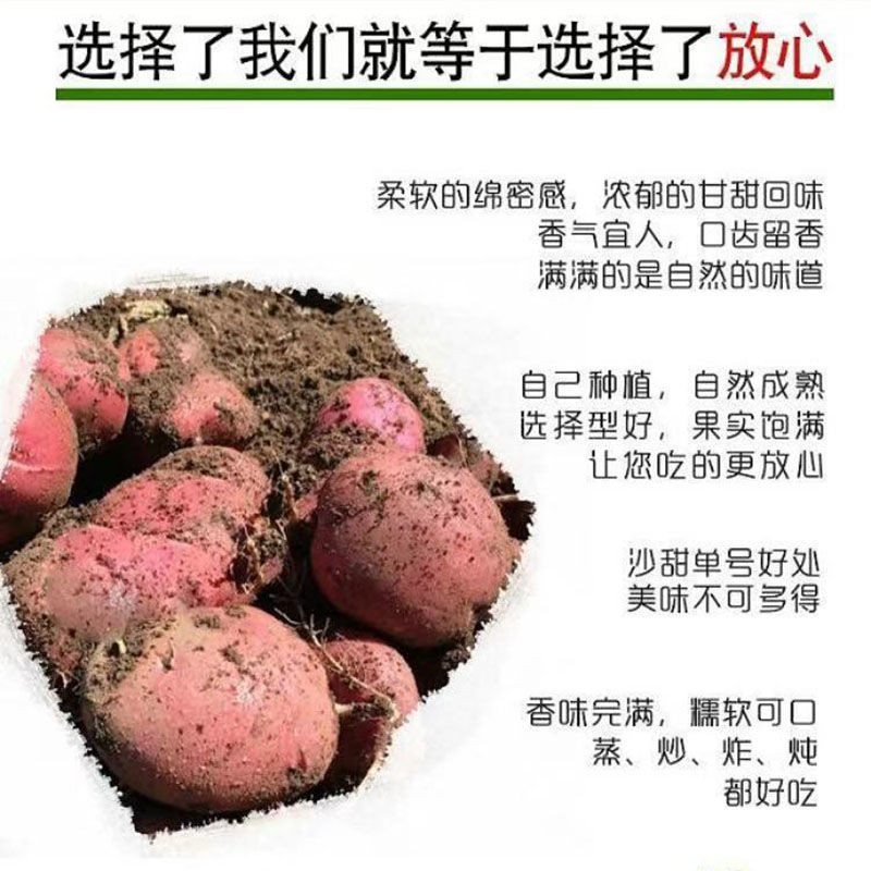 【农家自种】2020年山西新鲜黄皮土豆非转基因蔬菜洋芋马铃薯红皮黄心土豆5斤