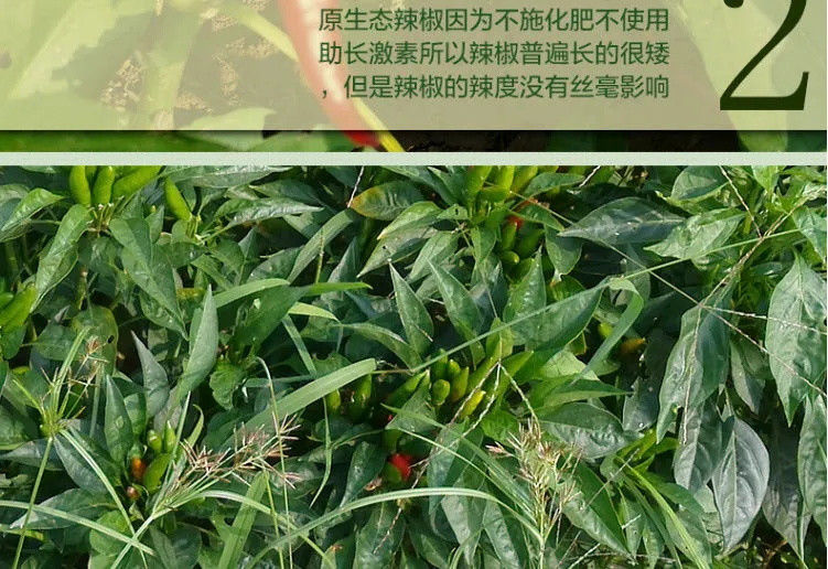 【新鲜】特辣小米辣椒新鲜朝天椒农家新鲜蔬菜指天椒泡尖椒红辣椒顺丰包邮