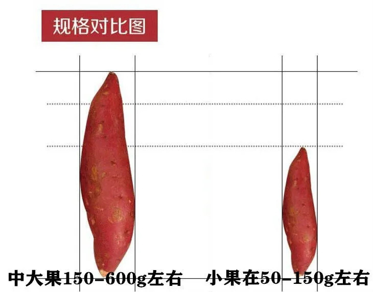 正宗福建六鳌沙地红蜜薯5斤大中小地瓜番薯新鲜农家山芋10香蕃薯包邮