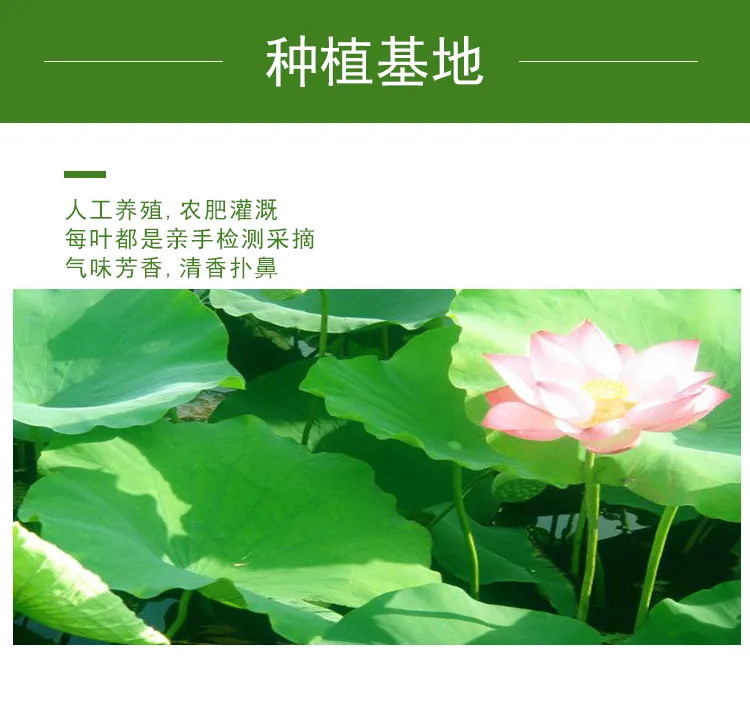 【极速发货】品质茶叶冬瓜荷叶甩脂茶玫瑰柠檬菊花茶决明子茶花茶组合批发养生