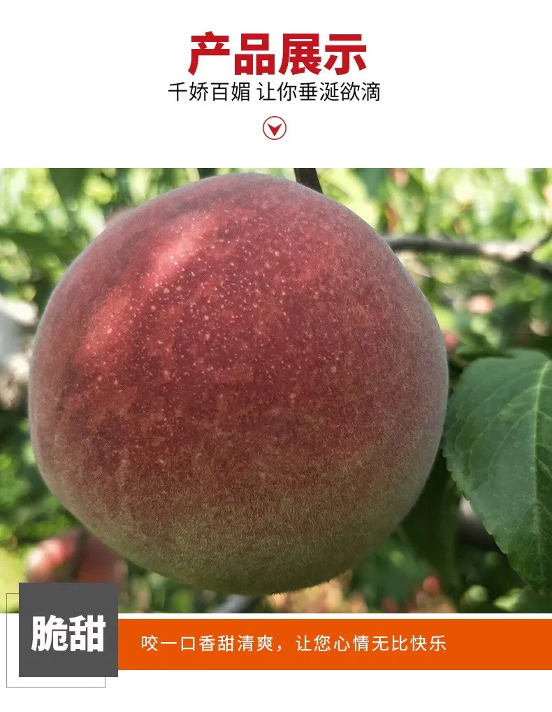 【现摘现发】正宗青州蜜桃桃子新鲜脆桃小蜜桃冬雪蜜桃小毛桃当季水果离核水蜜桃