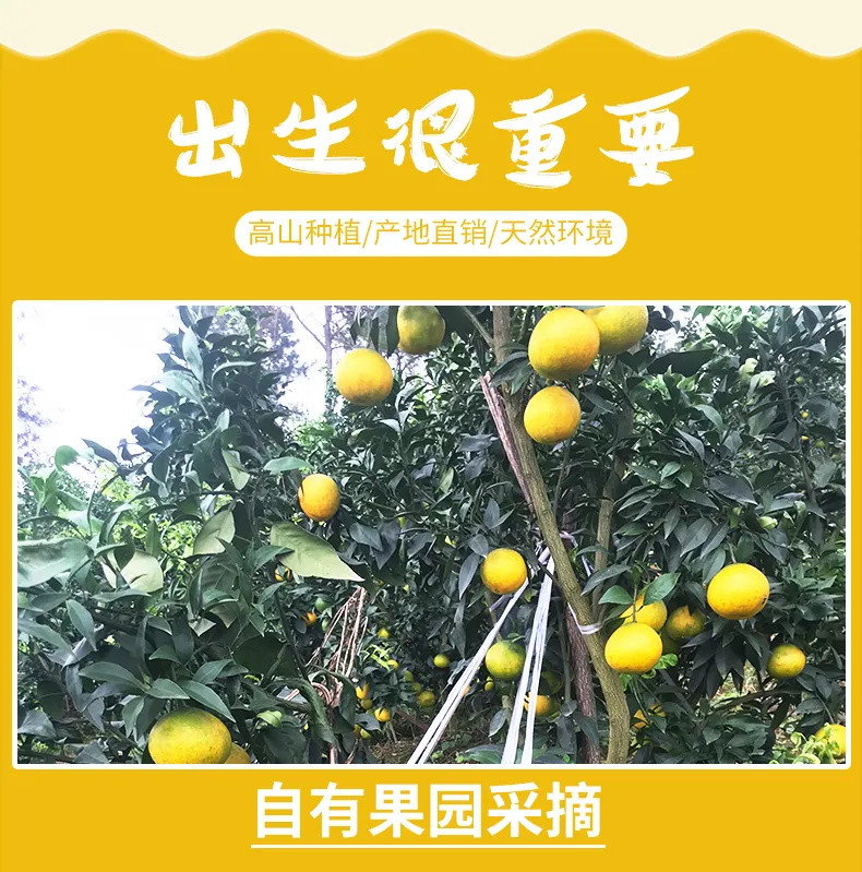 【我们只卖新鲜】正宗云南冰糖橙新鲜绿皮薄皮玉溪甜橙子2斤5斤10斤当季水果现货夏橙现摘现发果园直供