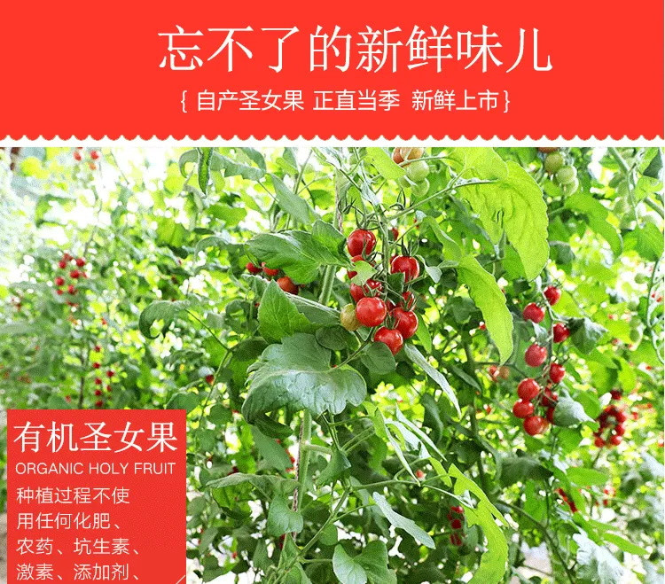 【顺丰包邮】圣女果小西红柿新鲜樱桃小番茄蔬菜当季现摘新鲜水果