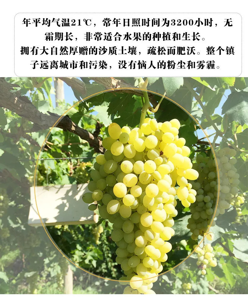 【顺丰冷链】新疆吐鲁番无核白葡萄新鲜水果现摘现发无籽马奶提子