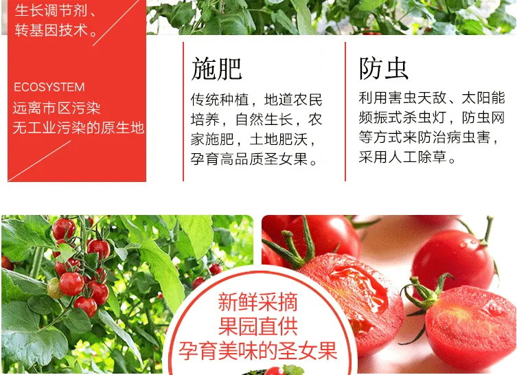 【顺丰包邮】圣女果小西红柿新鲜樱桃小番茄蔬菜当季现摘新鲜水果
