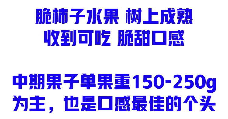 【到手即吃】	陕西脆柿子水果新鲜10斤脆甜整箱1斤甜硬应季黄柿子