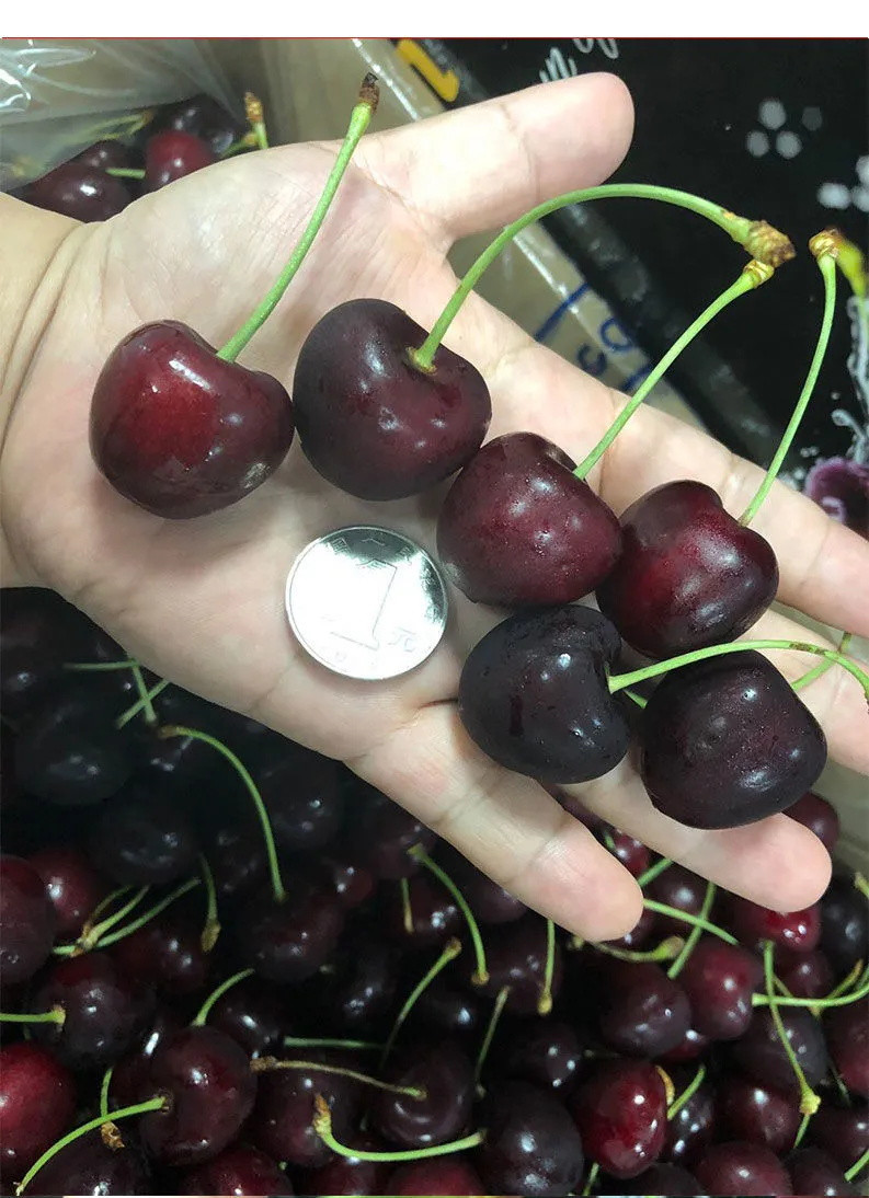 【顺丰空运】智利进口车厘子新鲜水果黑珍珠大樱桃孕妇车厘子水果