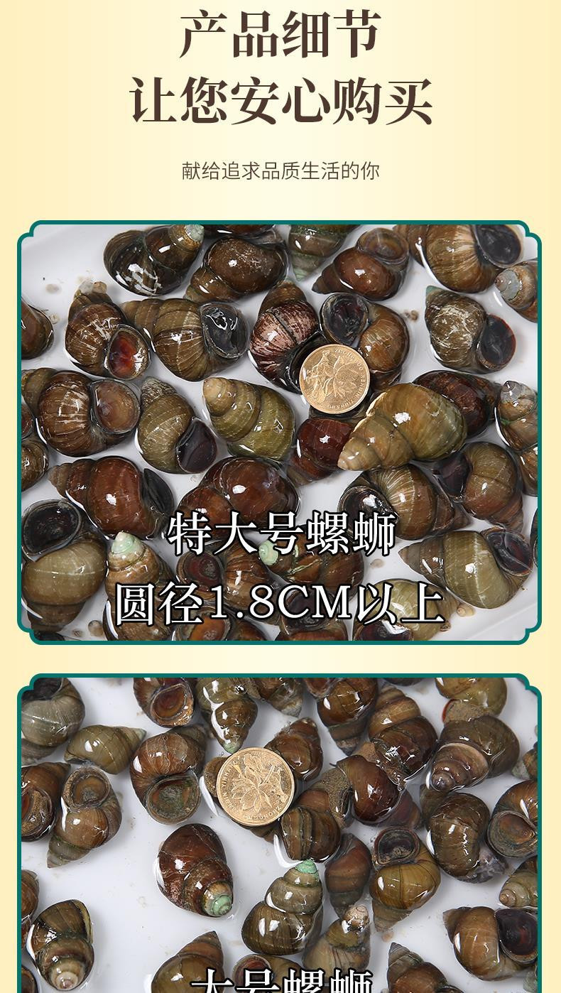 野生现捞清水石螺鲜活螺蛳嗦螺螺丝大中小炒螺蛳肉活的新鲜活体