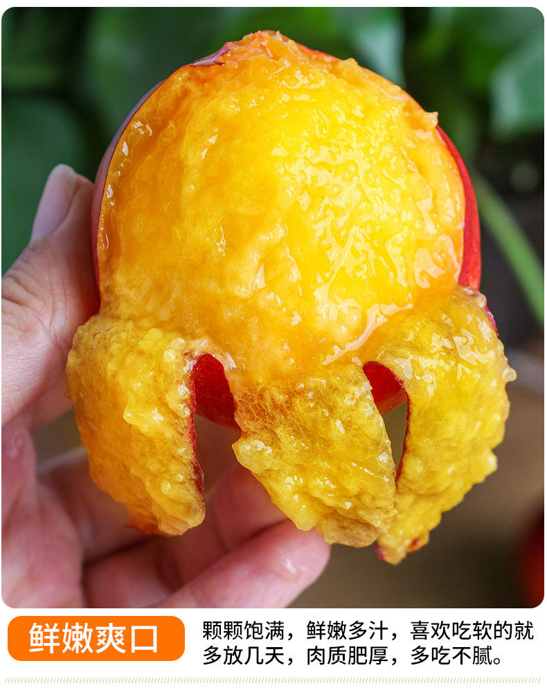 黄心油桃1/3/5斤当季水果蜜桃孕妇新鲜软桃子大果整箱脆甜桃批发