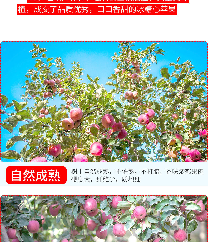 烟台苹果栖霞红富士水果新鲜当季整箱应季丑苹果大苹果