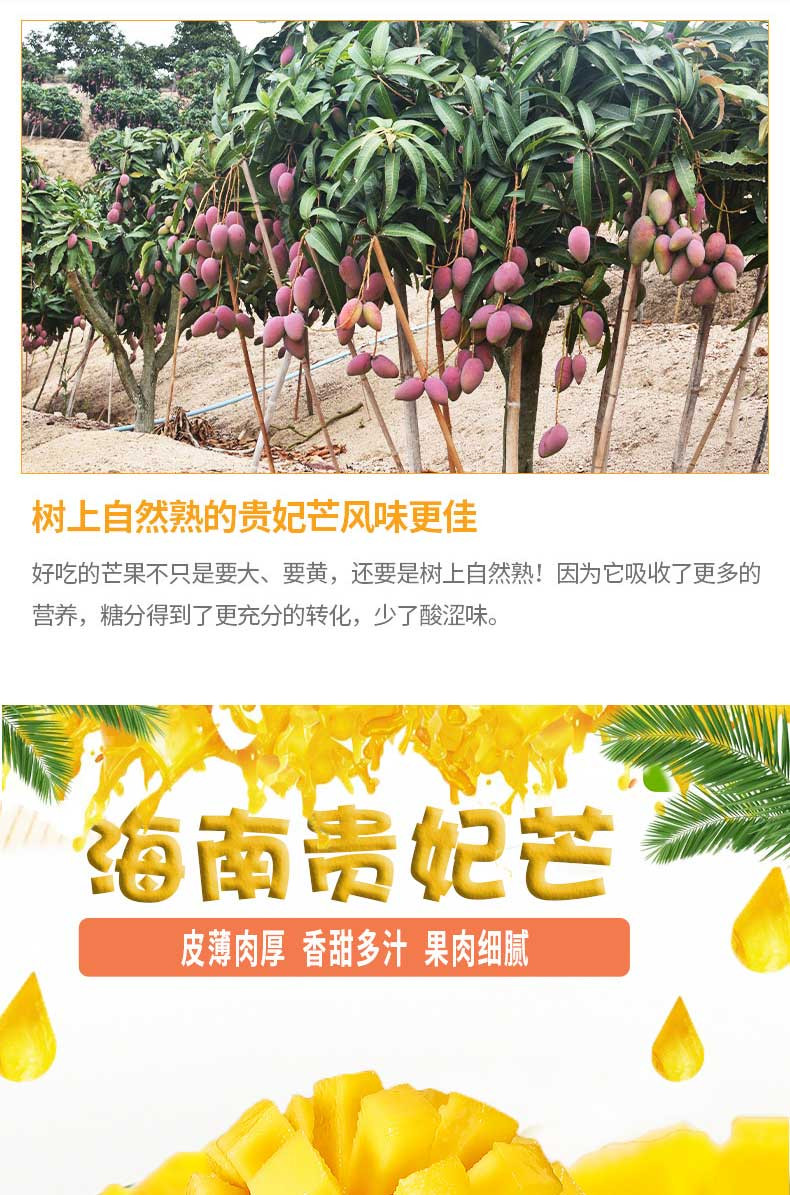 海南芒果贵妃芒5斤新鲜水果现摘当季整箱包邮爱心助农小台农芒