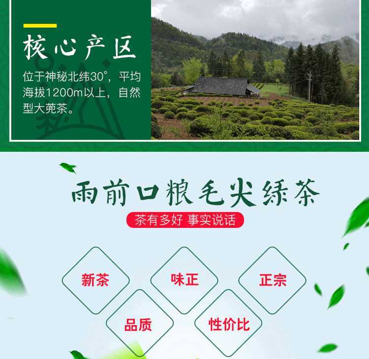 绿茶2020新茶叶特级春晓毛尖浓香型恩施顶山茶云雾毛峰散装