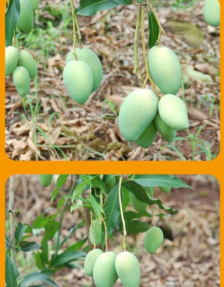 芒果小台芒10斤新鲜水果台农芒果应季小芒果整箱批发【博莱生活馆】