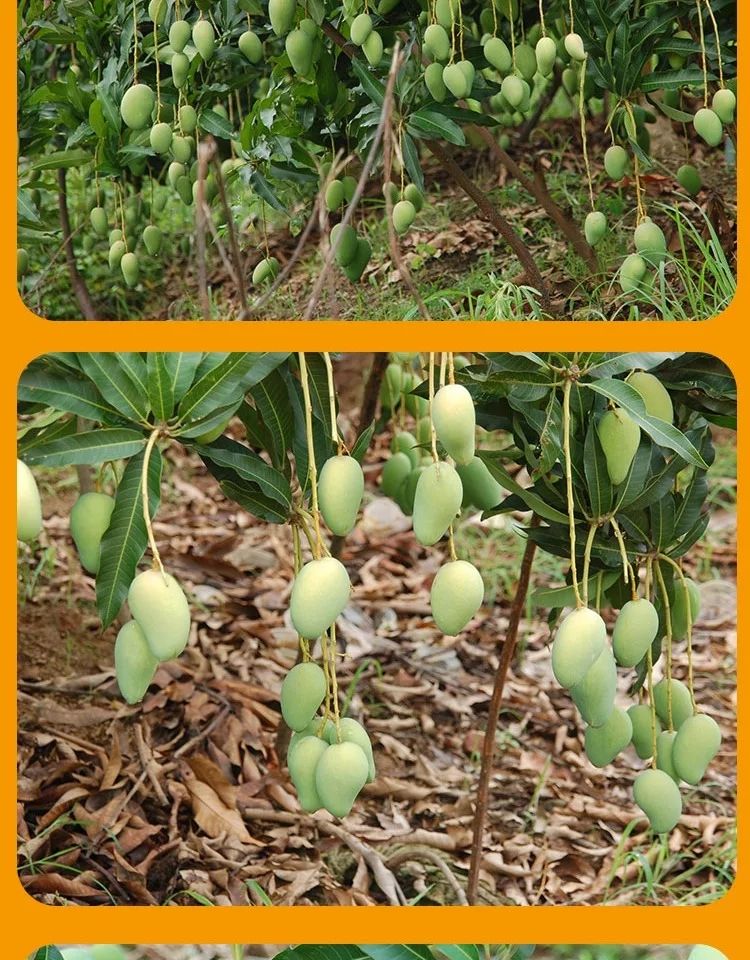 芒果小台芒10斤新鲜水果台农芒果应季小芒果整箱批发【博莱生活馆】