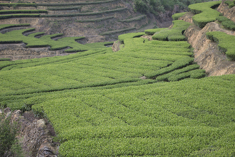 【邮特惠】安溪铁观音250g罐装 浓香型秋茶 福建高山乌龙茶叶新茶