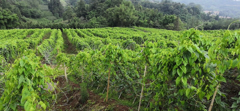 【天全邮政】新鲜农家山药  绿色美味  健康爽口 满19减5包邮 天全山药因水分充足易断介意者慎拍