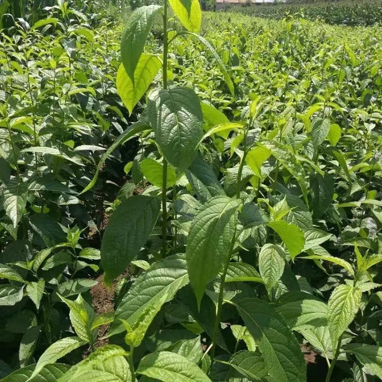 情有 杜仲雄花茶