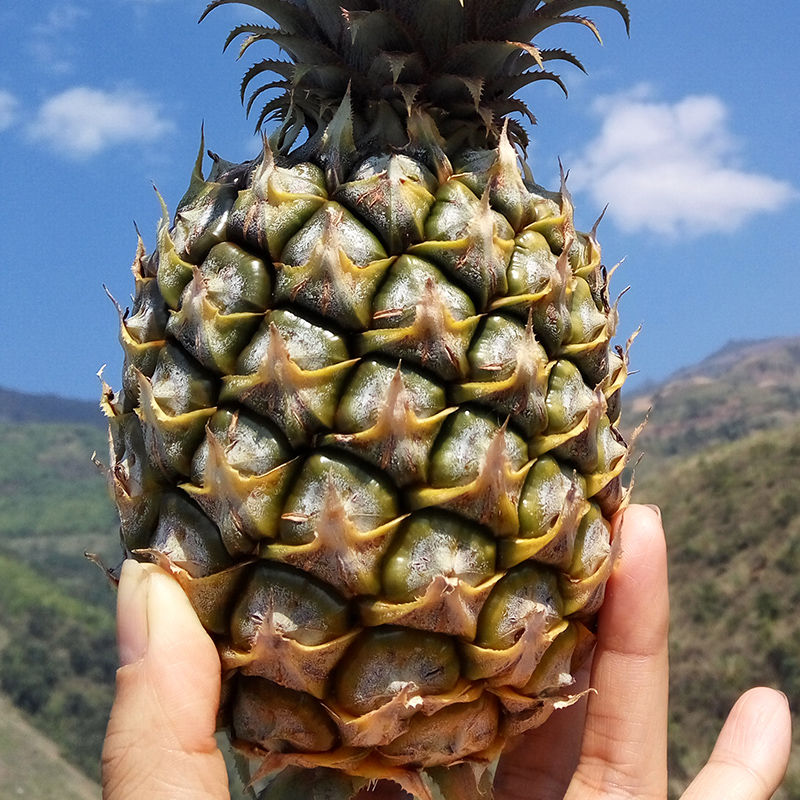 【10斤特.价】越南大菠萝新鲜大果凤梨小菠萝水果