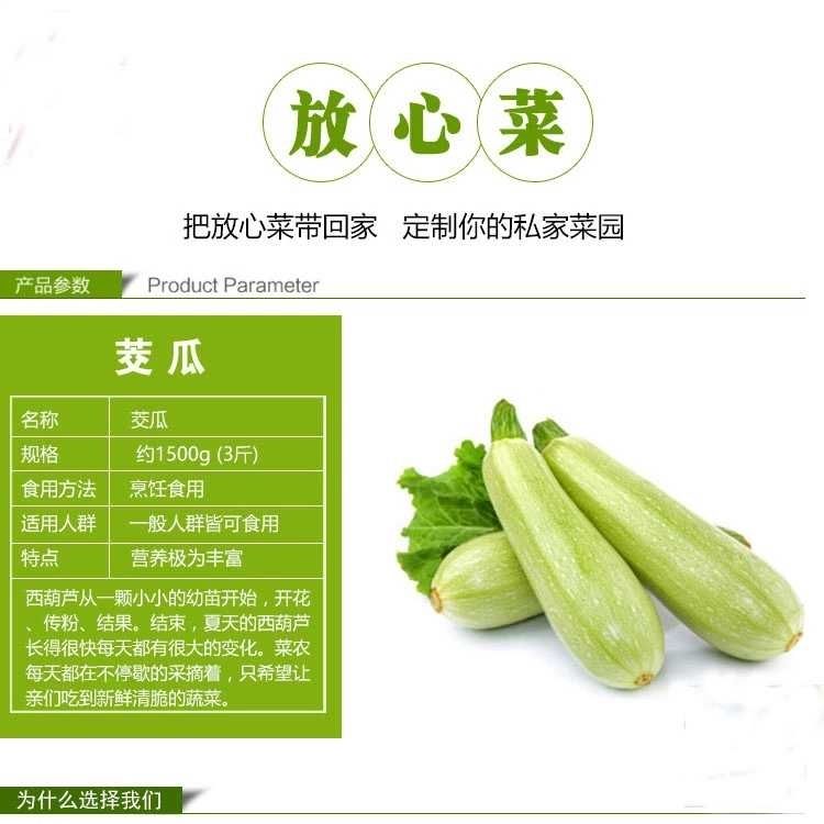 新鲜蔬菜西葫芦三月瓜现摘现发嫩茭瓜包邮