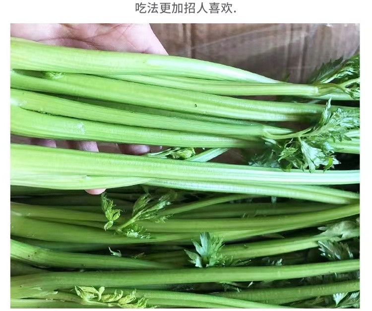 【市中直播】同城支局团购-鲍芹散装1.5kg 农家自产