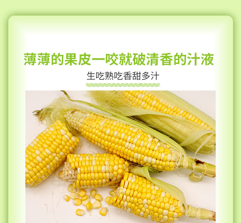 无名农夫 云南水果玉米新鲜黄包谷嫩应季蔬菜