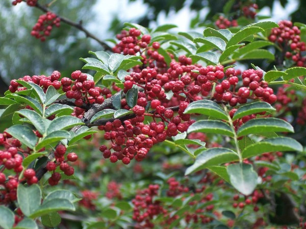 【三门峡消费扶贫】陕州区大红袍花椒粒250g