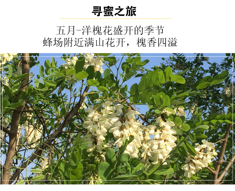 【谷城】蕊得 洋槐蜂蜜 500g/瓶