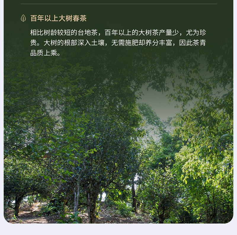 小罐茶 银罐普洱茶4g*10罐礼盒装