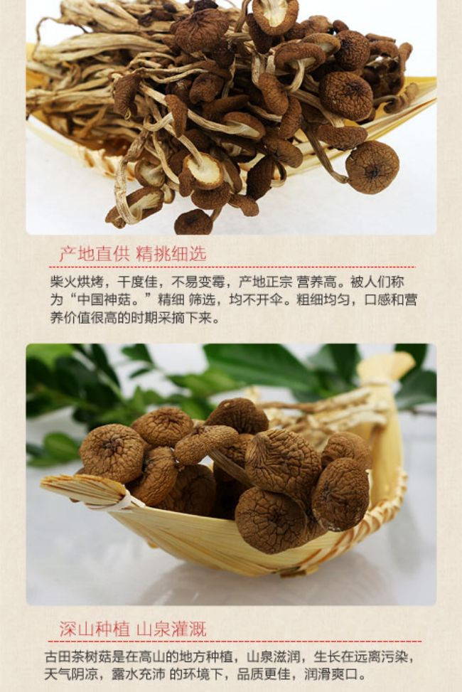 九养芝 不开伞茶树菇250g