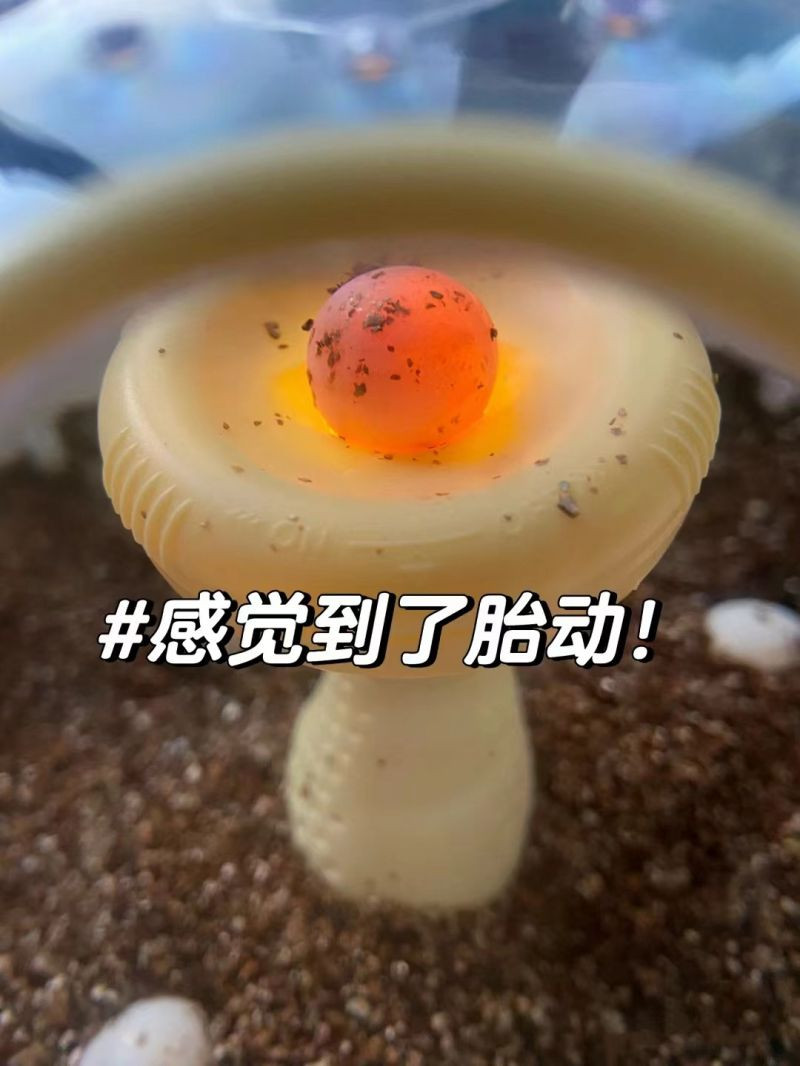  可孵化甲鱼蛋  农家自产