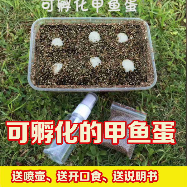  可孵化甲鱼蛋  农家自产