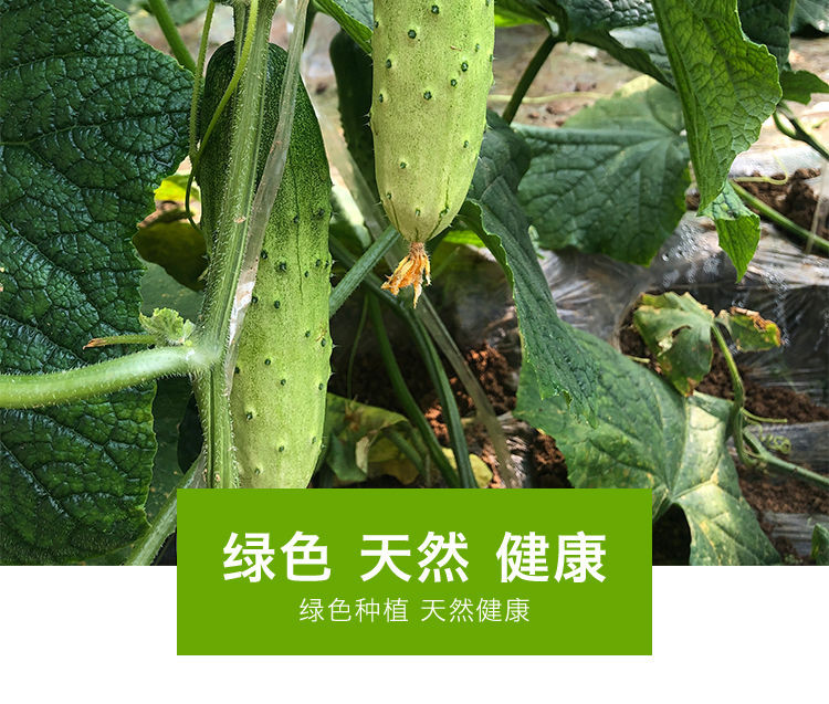 【5斤装29.9】黄瓜新鲜现摘山东旱黄瓜农家自种当季水果蔬菜孕妇青瓜小黄瓜【大牛美食】