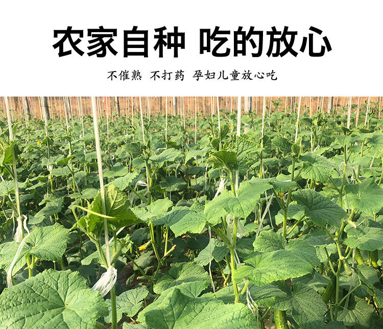 【5斤装29.9】黄瓜新鲜现摘山东旱黄瓜农家自种当季水果蔬菜孕妇青瓜小黄瓜【大牛美食】