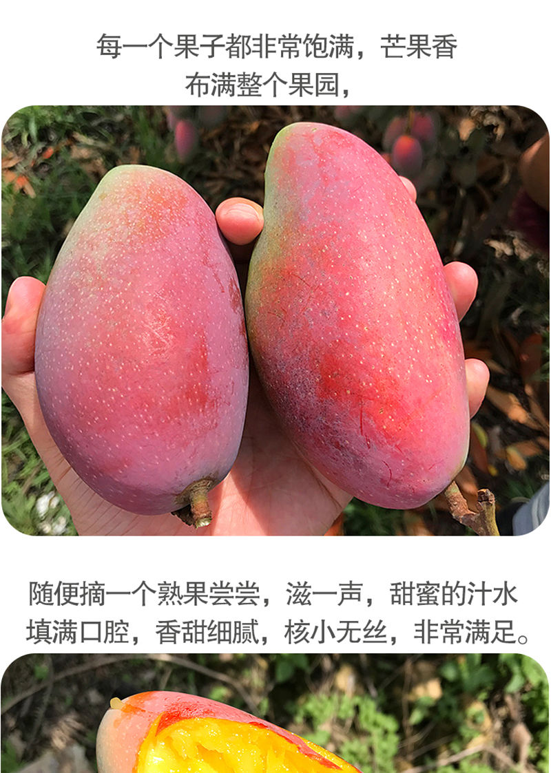 【5斤装】海南贵妃芒果当季应季水果红金龙新鲜现摘芒果整箱批发【大牛美食】