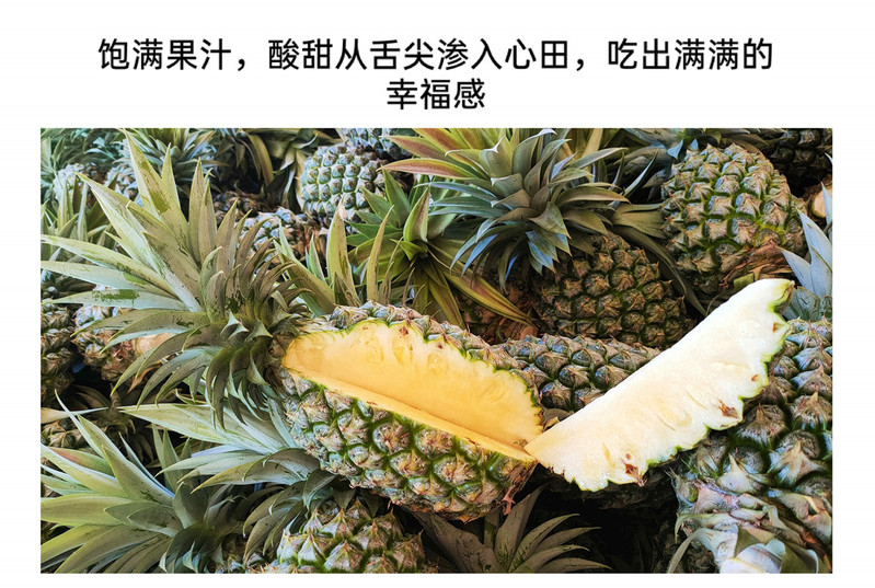 【5斤现货速发】台农16号凤梨徐闻新鲜手撕非香水菠萝凤梨应季水果【大牛美食】