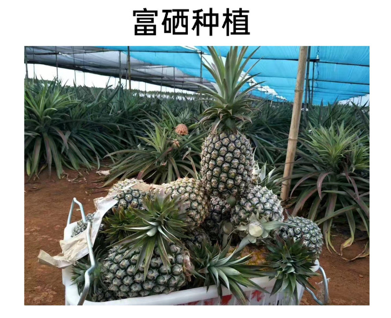 【5斤现货速发】台农16号凤梨徐闻新鲜手撕非香水菠萝凤梨应季水果【大牛美食】