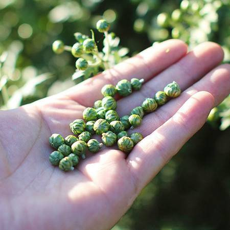 菊花100g小菊花茶胎菊花蕾搭配玫瑰花决明子枸杞金银花茶泡水喝