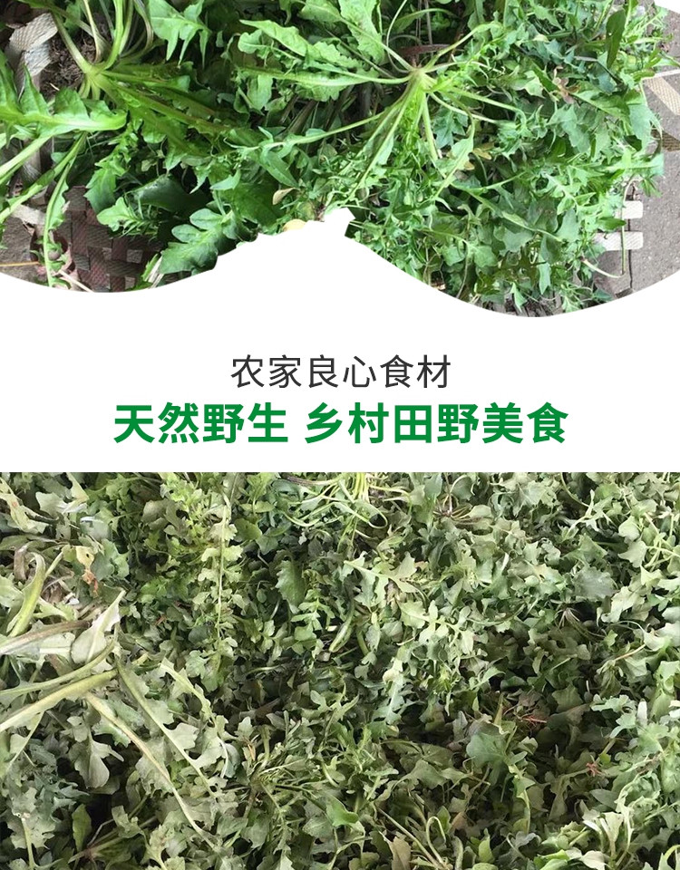 新鲜地菜野生荠菜混沌饺子春卷包子荠菜馅3斤