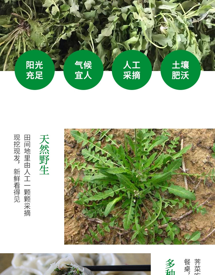 新鲜地菜野生荠菜混沌饺子春卷包子荠菜馅3斤