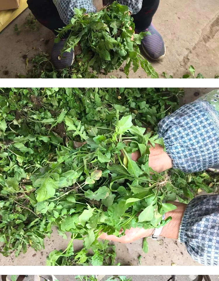 新鲜地菜野生荠菜混沌饺子春卷包子荠菜馅1斤