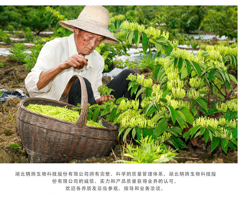 宜供优品宜供金银花草茶30g/袋