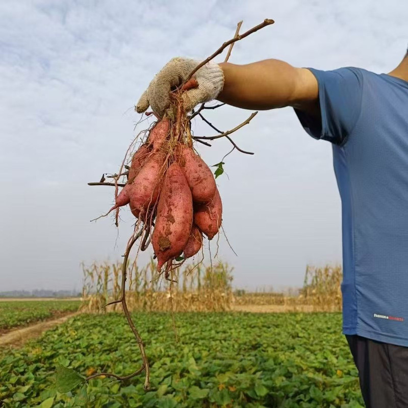 长平农谣 朱门板栗红薯-无公害-纯天然