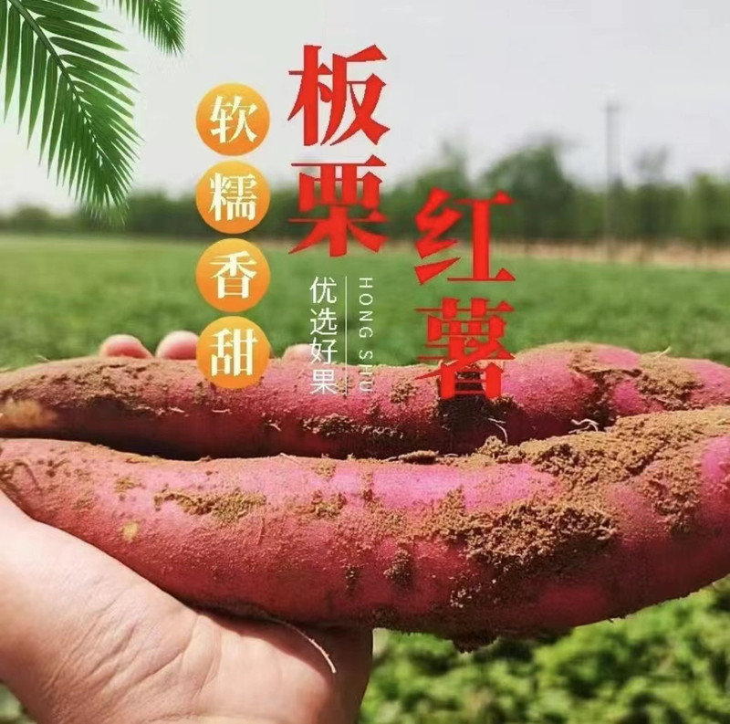 长平农谣 朱门板栗红薯-无公害-纯天然