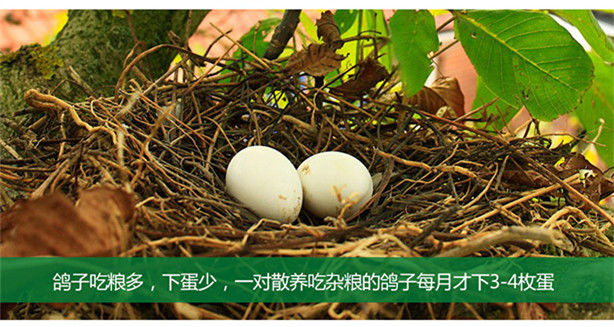 农家新鲜鸽子蛋10-60枚鸽子蛋新鲜新鲜鸽子蛋单枚18-24克