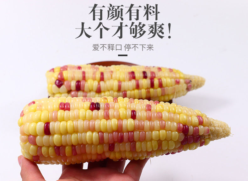 【惠农补贴】现摘新鲜水果玉米糯玉米粘玉米甜玉米3斤/9斤玉米棒
