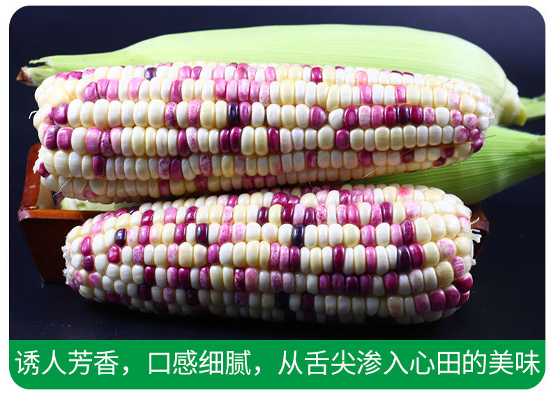 【惠农补贴】现摘新鲜水果玉米糯玉米粘玉米甜玉米3斤/9斤玉米棒