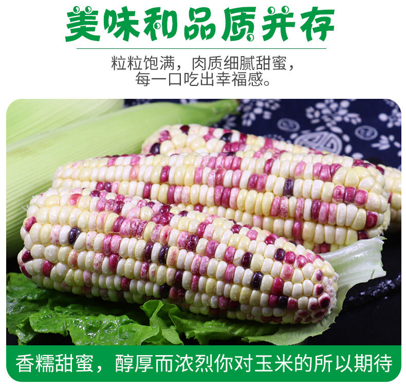 【惠农补贴】现摘新鲜水果玉米糯玉米粘玉米甜玉米3斤/9斤玉米棒GG