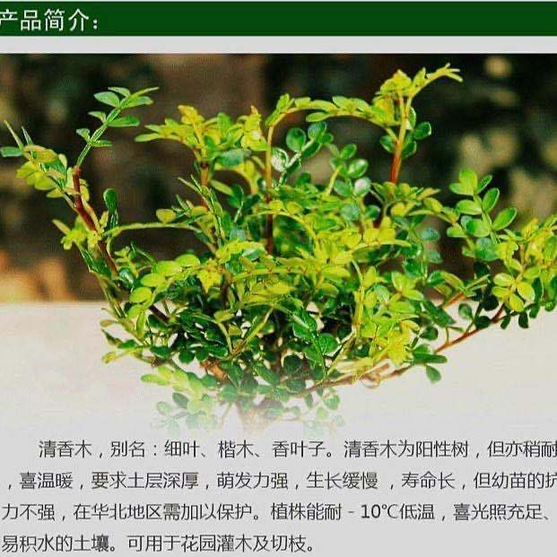 【驱蚊驱虫】清香木盆栽绿植植物室内四季常青净化空气盆景驱蚊草花卉